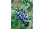Heidelbeere Bluecrop Ø21cm