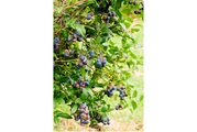 Heidelbeeren Darrow Ø21cm