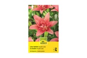 Select, Select Lilium 'Double Lady'