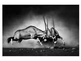 2 Kämpfende Oryx