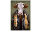 Rind mit Lederjacke