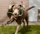 Hundeball mit Seil