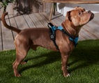 XL-Hunde-Geschirr