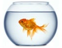 Fische