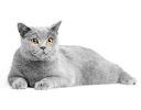 Katzen