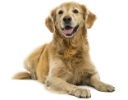 Hunde
