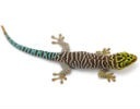 Reptilien