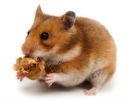 Nagetiere