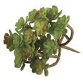 Rayher, Sukkulente Sedum, 9,5x8cm