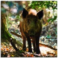 Artland Glasbild »Wildschwein«