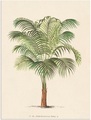 Artland Wandbild »Palme II«
