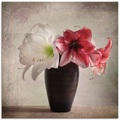 Artland Glasbild »Amaryllis Vintage I«