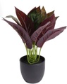 Botanic-Haus Künstliche Zimmerpflanze »Calathea«