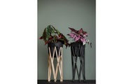 neogard Blumenständer »50 Schwarz«, (1 St.), Holzart: Buche (Schweiz)