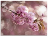 Artland Glasbild »Japanische Kirschblüte in Love III«
