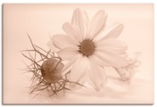 Artland Wandbild »Chrysantheme«