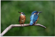 Artland Wandbild »Zwei Eisvogel«, Vogelbilder, (1 St.), in vielen Grössen & Produktarten - Alubild / Outdoorbild für den Aussenbereich, Leinwandbild, Poster, Wandaufkleber / Wandtattoo auch für Badezimmer geeignet