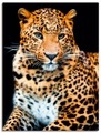 Artland Wandbild »Wütender wilder Leopard«