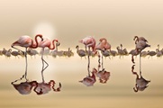 Papermoon Fototapete »Photo-Art NASSER OSMAN, FLAMINGOS«, Vliestapete, hochwertiger Digitaldruck, inklusive Kleister