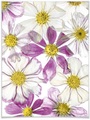 Wall-Art Poster »Keeping Summer«, Schriftzug, (1 St.)