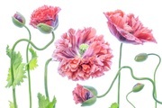 Papermoon Fototapete »Photo-Art MANDY DISHER, SCHICK«, Vliestapete, hochwertiger Digitaldruck, inklusive Kleister