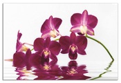 Artland Küchenrückwand »Phalaenopsis Orchidee«