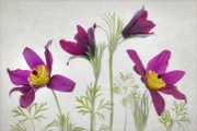 Papermoon Fototapete »Photo-Art MANDY DISHER, PULSATILLA«, Vliestapete, hochwertiger Digitaldruck, inklusive Kleister
