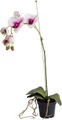 Botanic-Haus Kunstorchidee »Orchidee«