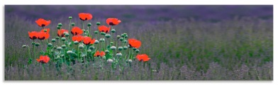 Artland Küchenrückwand »Lavendelfarm in Sequim - Mohnblumen«