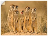 Artland Wandbild »Erdmännchen Familie«