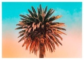Komar Poster »Palm Tree«