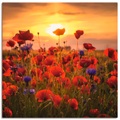 Artland Wandbild »Mohnblumen im Abendlicht«