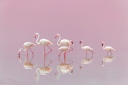 Papermoon Fototapete »Photo-Art EIJI ITOYAMA, FLAMINGOS«, Vliestapete, hochwertiger Digitaldruck, inklusive Kleister