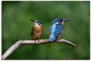 Artland Wandbild »Zwei Eisvogel«, Vogelbilder, (1 St.), in vielen Grössen & Produktarten - Alubild / Outdoorbild für den Aussenbereich, Leinwandbild, Poster, Wandaufkleber / Wandtattoo auch für Badezimmer geeignet