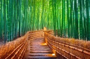 Papermoon Fototapete »BAMBUS-WALD-KYOTO«, Vliestapete, hochwertiger Digitaldruck, inklusive Kleister