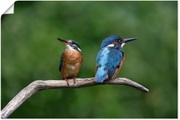 Artland Wandbild »Zwei Eisvogel«, Vogelbilder, (1 St.), in vielen Grössen & Produktarten - Alubild / Outdoorbild für den Aussenbereich, Leinwandbild, Poster, Wandaufkleber / Wandtattoo auch für Badezimmer geeignet