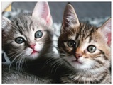 Artland Wandbild »Katze«