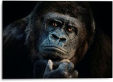 Platinum Alu-Dibond-Druck »Gorilla«, 1, (1 St.), Joachim G. Pinkawa