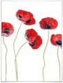 Wall-Art Poster »Mohnblumen«, Blumen, (1 St.)