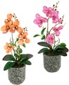 I.GE.A. Kunstpflanze »Orchidee«, Mit Blättern und Luftwurzeln, im Topf aus Keramik, 2er Set