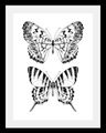 Bild »Schmetterlinge«