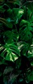 Komar Vlies Fototapete »Tropical Wall Panel«, 100/250 cm