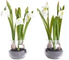 Botanic-Haus Kunstblume »Schneeglöckchen im Glas«, (Set, 2 St.)