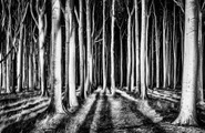 Papermoon Fototapete »Photo-Art PIXXELPARK, GEISTERWALD«, Vliestapete, hochwertiger Digitaldruck, inklusive Kleister