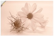 Artland Wandbild »Chrysantheme«