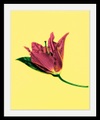 Bild »Blume«