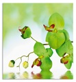 Artland, Artland Küchenrückwand »Schöne Orchidee mit grünem Hintergrund«, (1 tlg.), Alu Spritzschutz mit Klebeband, einfache Montage