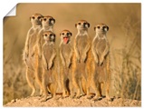 Artland Wandbild »Erdmännchen Familie«