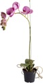 Botanic-Haus Kunstorchidee »Orchidee«