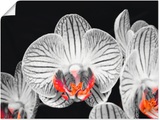 Artland Wandbild »Orchidee abstrakte Collage IV«